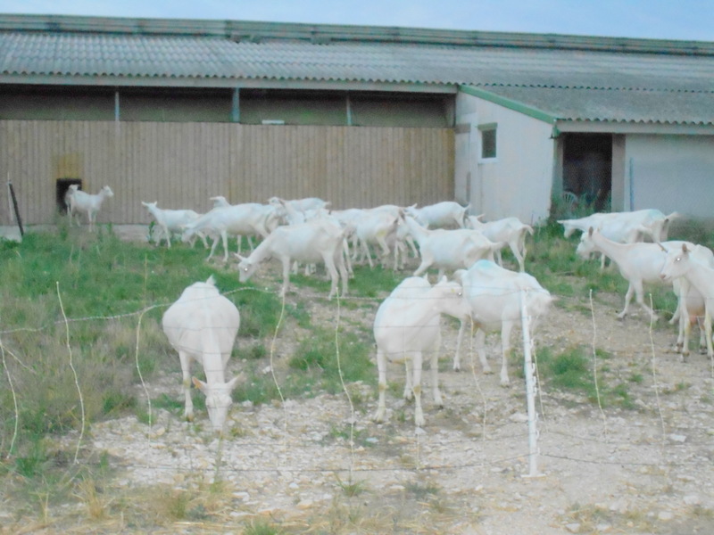 Aire camping-car  Baume-Cornillane (26120) - Photo 5